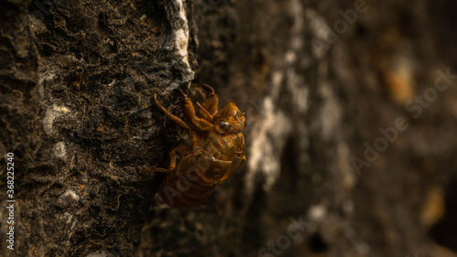 cicada skin left on the rock, summer day