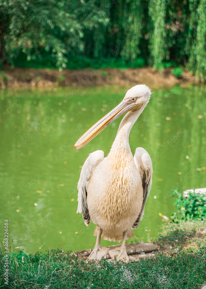 animal pelican in the zoo near the pond animal pelican in the zoo near the pond