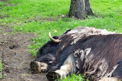 Yak, wild bull lying on the grass in the pasture