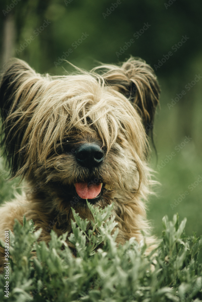 large shaggy dog lying on the grass close-up large shaggy dog lying on the grass close-up