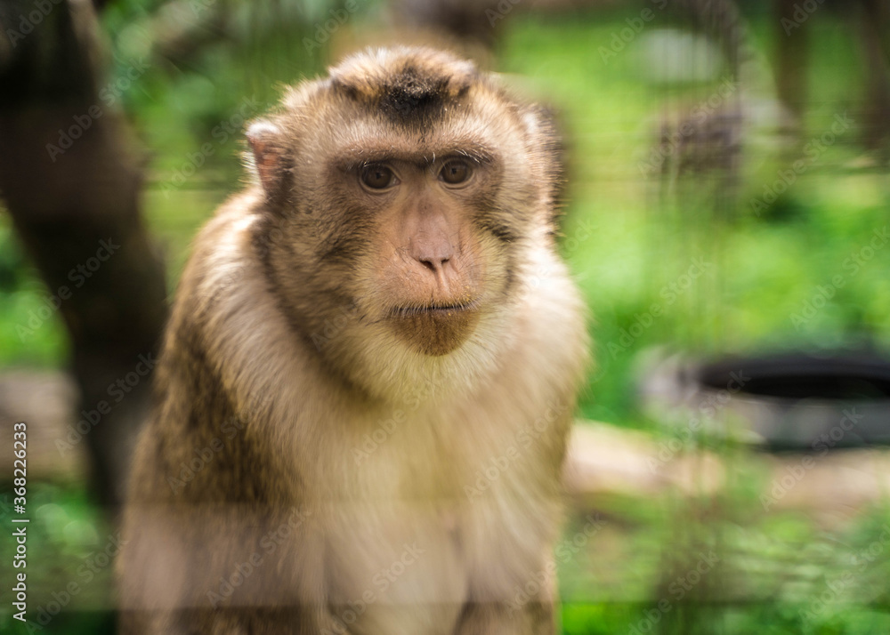 Fototapeta premium animal monkey is sitting on the tree in the zoo