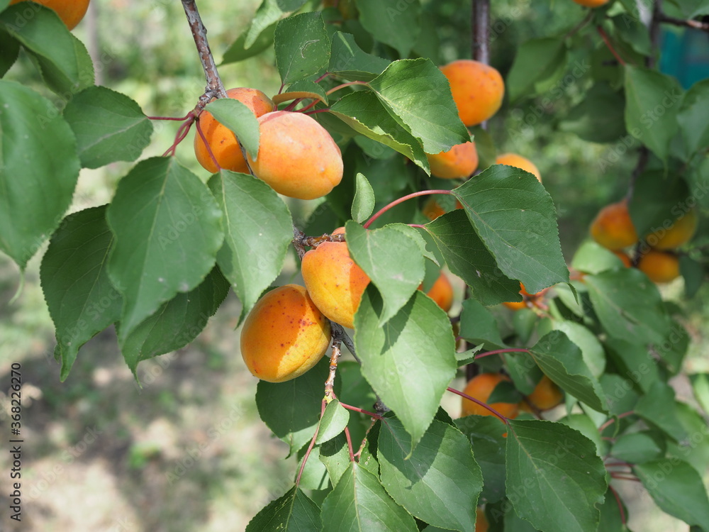 Ripe apricots on the orchard tree. Nature background.