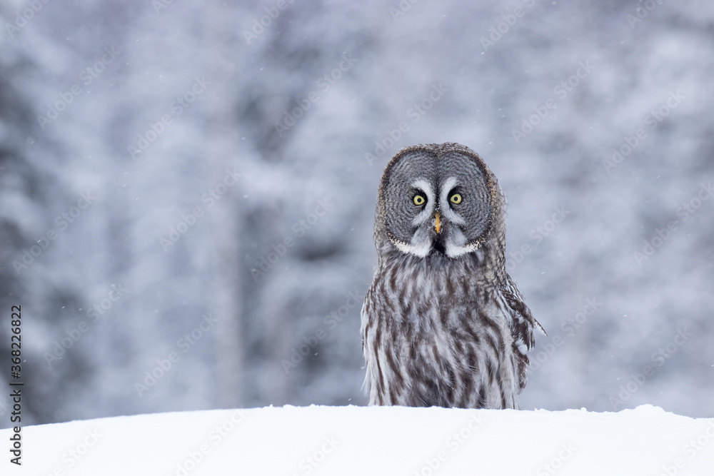 Φωτογραφία A portrait of a majestic Great Grey Owl (Strix nebulosa) in a winter wonderland of Finnish taiga forest, Northern Europe