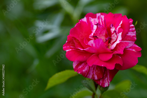 Real natural backround: pink and white rose in the green garden. Copy space