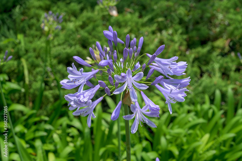 South African purple flower Agapanthus 
