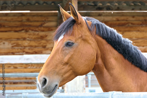 Closeup head of a beautiful chestnut stallion with ears up from the side on a ranch on a cloudy day