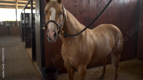 medium shot on brown horse face and eye at horse stables.