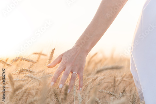 Young woman's hand slide thru ears of wheat in sunset light