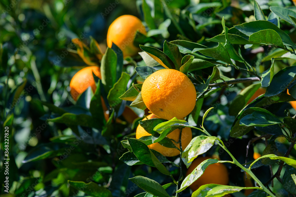 winter fruit tangerines rich in vitamin C