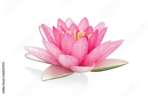 Close up pink lotus flower plant isolated on white background