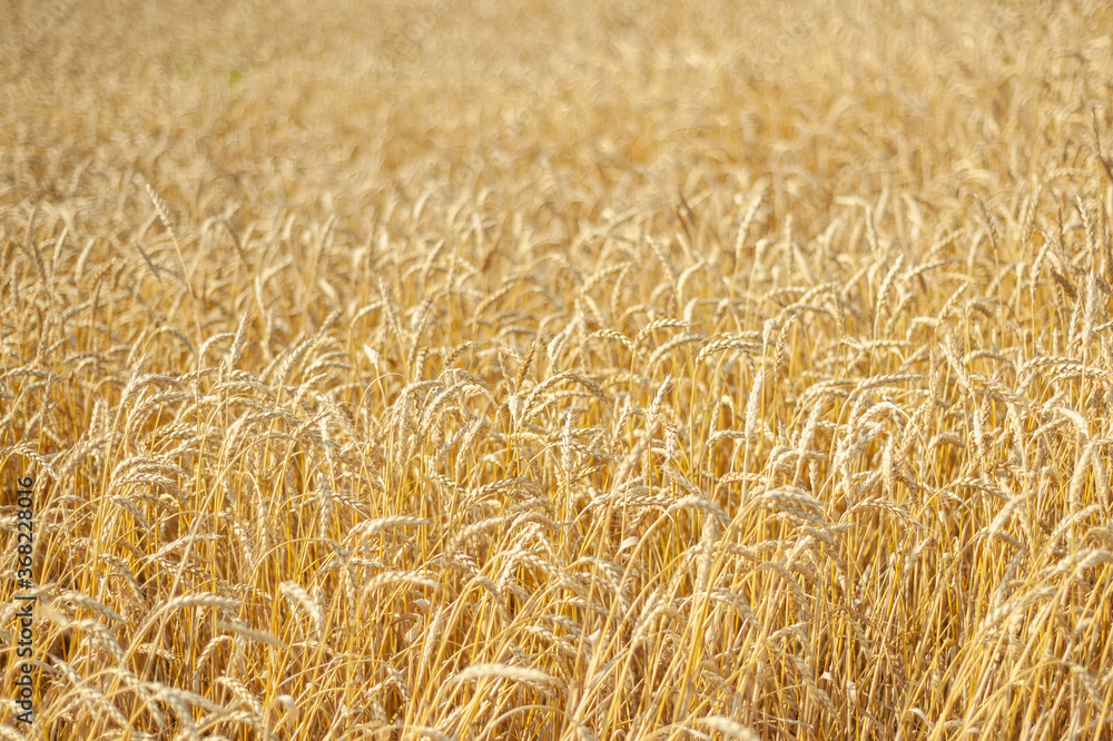 A field of ripe golden wheat on a sunny day. A field of ripe golden wheat on a sunny day.