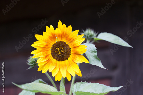 Die perfekte Sonnenblume