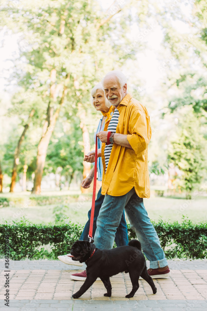 Side view of smiling senior man walking near wife and pug dog on leash in park Side view of smiling senior man walking near wife and pug dog on leash in park