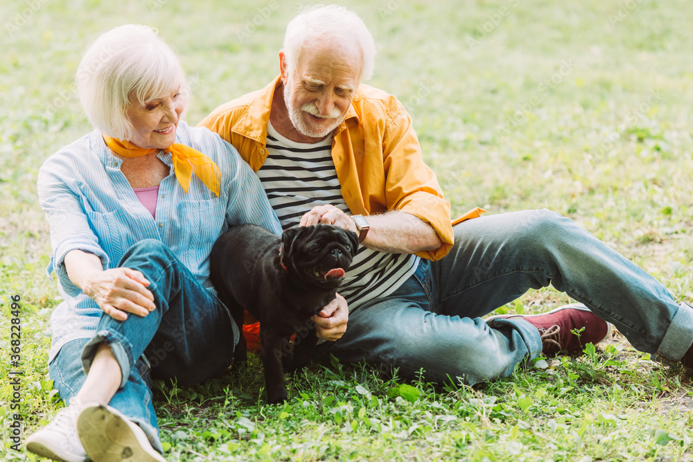 Selective focus of positive elderly couple stroking pug dog on grass in park