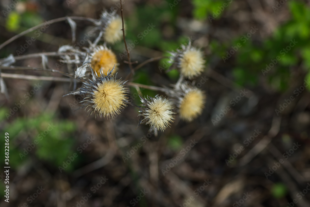 thistle flower in spring and forest thistle flower in spring and forest