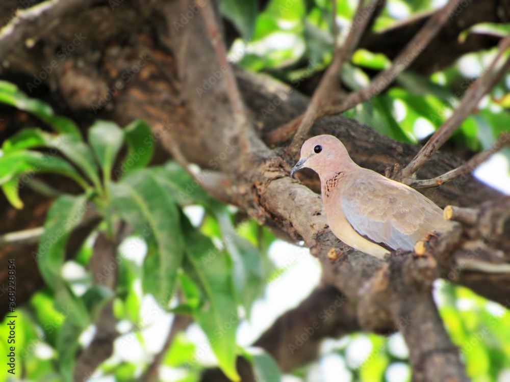 Fototapeta premium bird on a branch