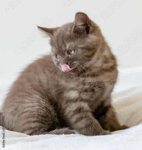Portrait of cute  brown british short hair kitten of two months old. Selective focus.