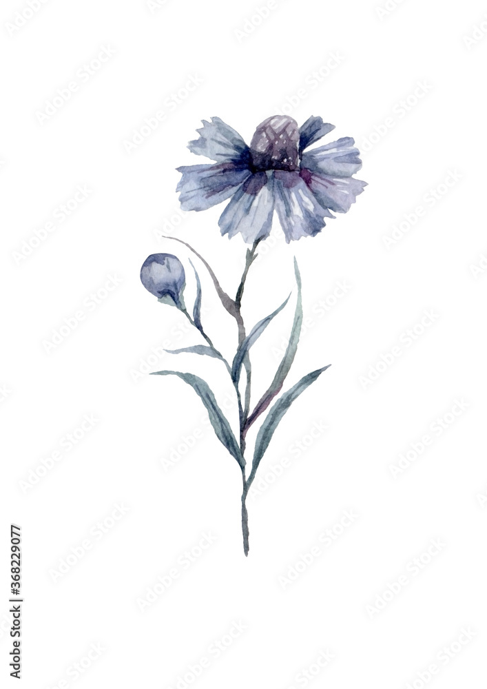 Cornflower adorable watercolor blue flower isolated on white background