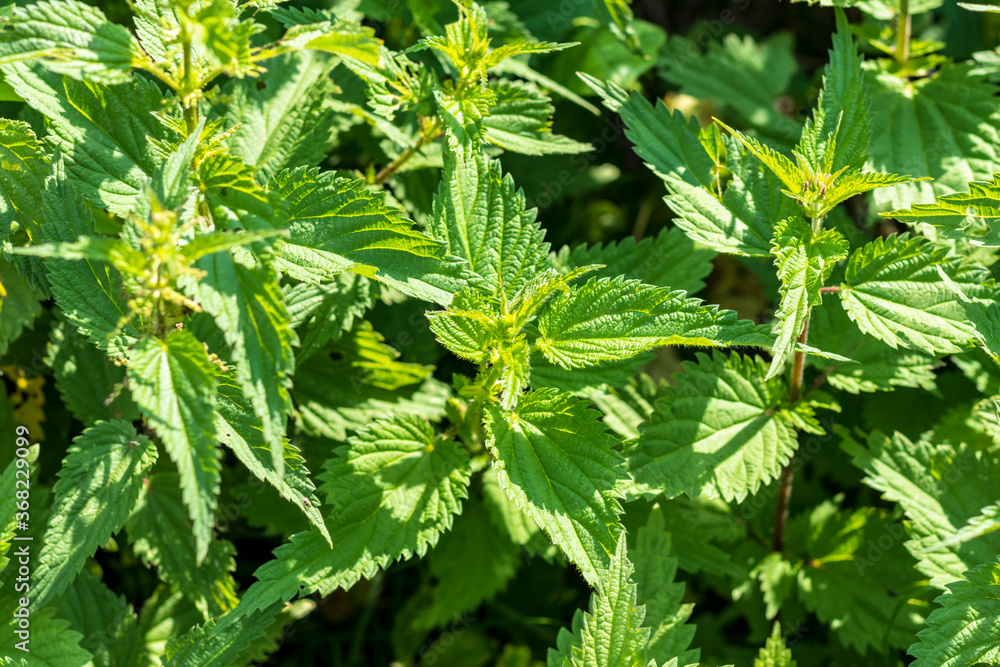natural lighting of the frame. Wild, flower. The nettle is growing. Weed. Close-up. natural lighting of the frame. Wild, flower. The nettle is growing. Weed. Close-up.
