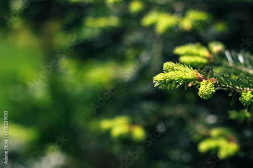 Beautiful green spruce tree branch with buds. Macro of a coniferous evergreen tree. Blurred background. Selective focus. Closeup view with copy space