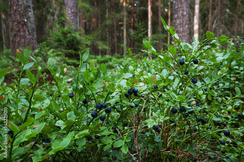 Fototapeta Naklejka Na Ścianę i Meble -  Ripe Wild blueberries, Vaccinium myrtillus ready to pick in lush summery boreal forest, Northern Europe. 