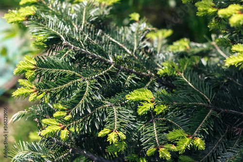Beautiful green spruce tree branch with buds. Macro of a coniferous evergreen tree. Selective focus. Closeup view