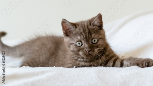 Portrait of cute brown british short hair kitten of two months old. Selective focus.