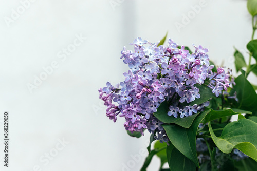 Beautiful branch of lilac in green leaves. Selective focus. Closeup view. Blurred background with copy space