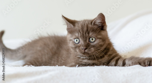 Portrait of cute brown british short hair kitten of two months old. Selective focus.