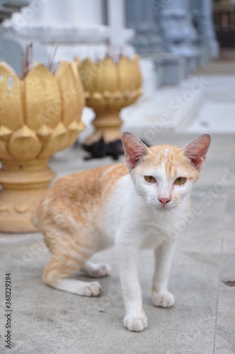 Fototapeta Naklejka Na Ścianę i Meble -  カンボジアの猫