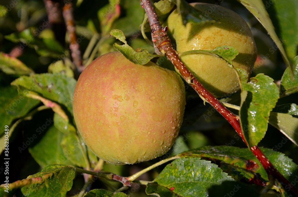 Obraz premium frische Äpfel vom Baum