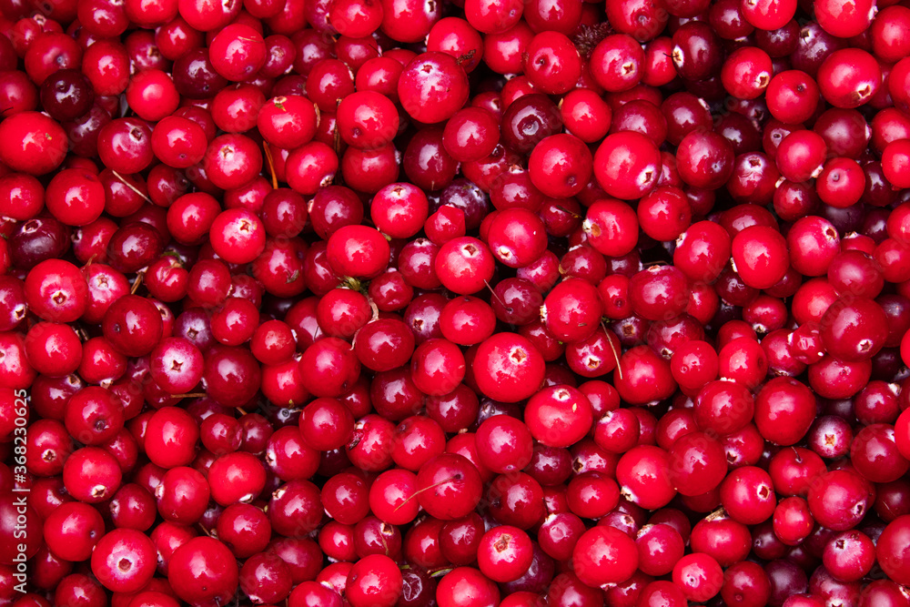 Stack of freshly picked edible and wild Cranberries (Oxycoccus palustris) during autumn season in Estonian swamp, Northern Europe. Stack of freshly picked edible and wild Cranberries (Oxycoccus palustris) during autumn season in Estonian swamp, Northern Europe.
