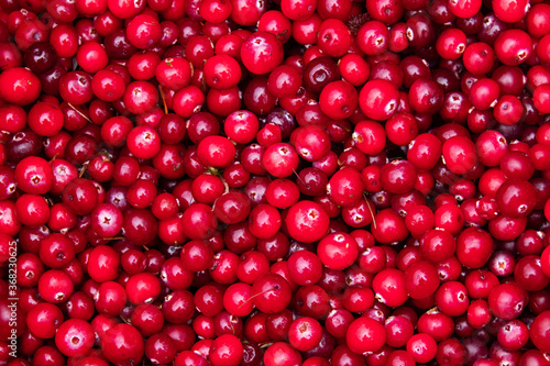 Stack of freshly picked edible and wild Cranberries (Oxycoccus palustris) during autumn season in Estonian swamp, Northern Europe. 