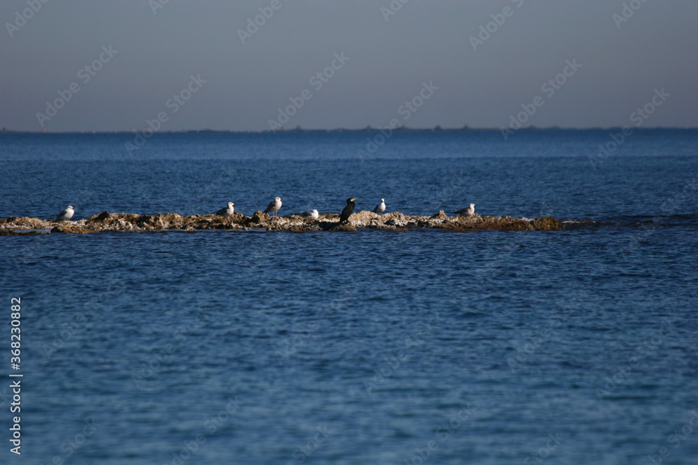 Un cormorán y varias gaviotas en el Mar Mediterráneo. San Pedro del Pinatar, Murcia, España.