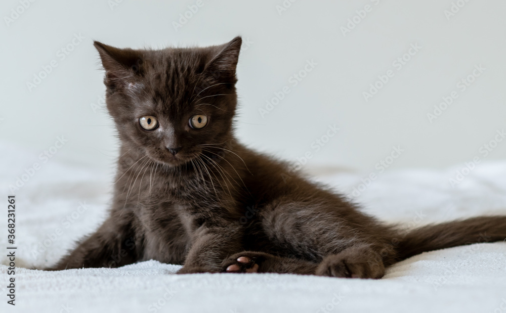 Portrait of cute chocolate british short hair kitten of two months old. Selective focus. Portrait of cute chocolate british short hair kitten of two months old. Selective focus.
