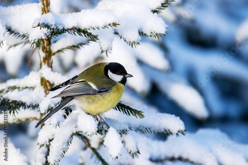 A small and colorful songbird Great tit (Parus major) on a snowy spruce branch in a winter wonderland, coniferous boreal forest of Estonia, Northern Europe. 