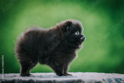 Fototapeta Naklejka Na Ścianę i Meble -  Pomeranian baby posing outside. Small pomeranian puppy.	