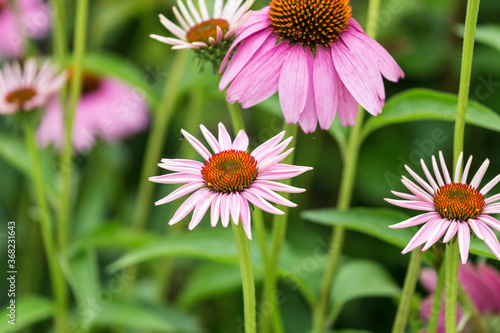 Echinacea grown in the park