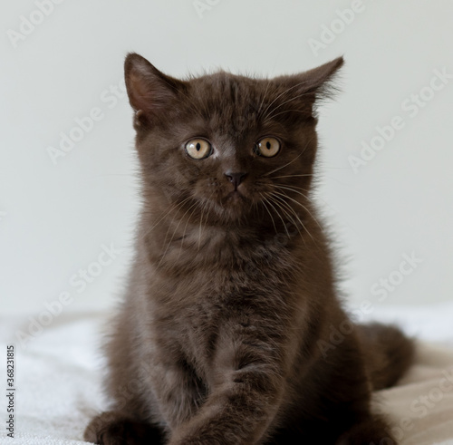 Portrait of cute chocolate british short hair kitten of two months old. Selective focus.