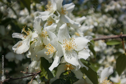 Jasmine flowers close up