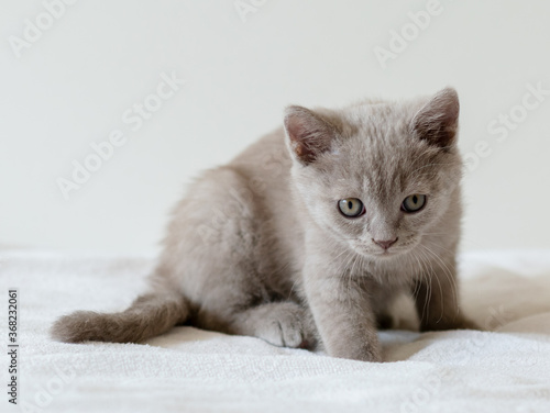 Portrait of cute lilac british short hair kitten of two months old. Selective focus.