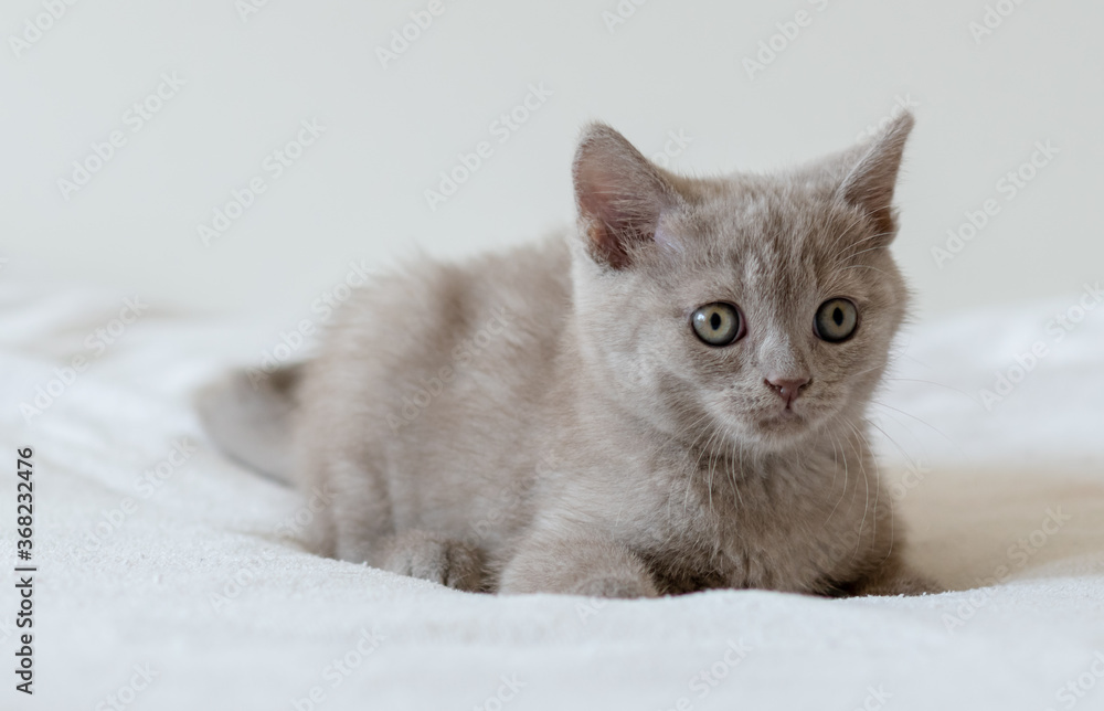 Portrait of cute lilac british short hair kitten of two months old. Selective  focus.