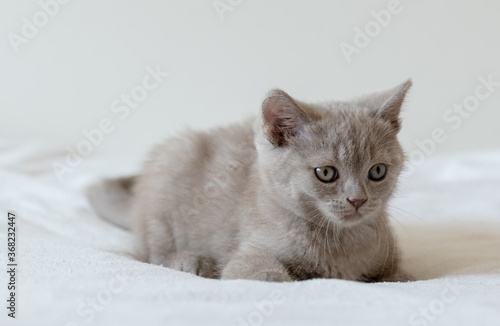 Portrait of cute lilac british short hair kitten of two months old. Selective  focus.