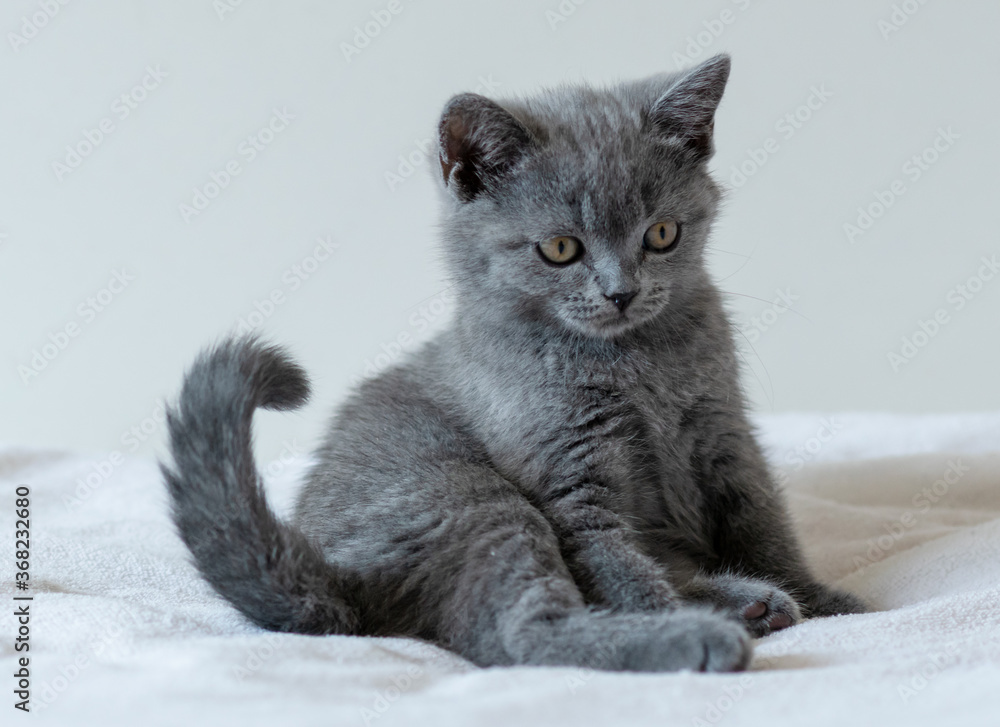 Portrait of cute blue british short hair kitten of two months old. Selective focus. Portrait of cute blue british short hair kitten of two months old. Selective focus.