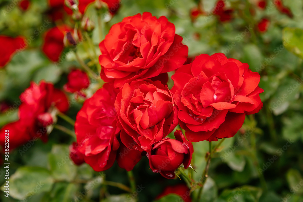 Close up beautiful large bush of scarlet red flowering rose with green leaves in the garden Close up beautiful large bush of scarlet red flowering rose with green leaves in the garden