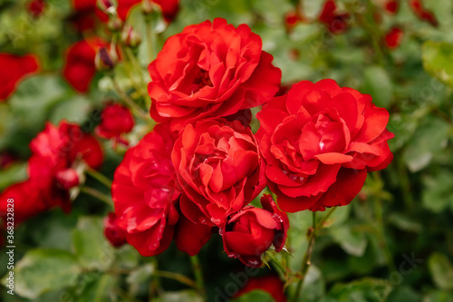 Close up beautiful large bush of scarlet red flowering rose with green leaves in the garden