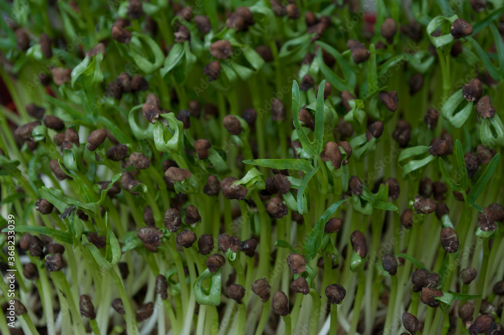 Selective Close-up of green seedling. Green salad growing from seed Farm garden in a greenhouse with watering plants. Seedlings of seeds growing in the nursery