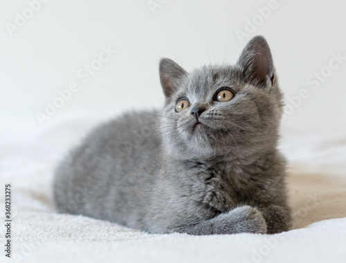 Portrait of cute blue british short hair kitten of two months old. Selective focus.