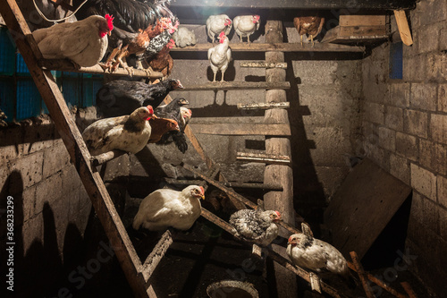 chickens sit on shelves in a hen house