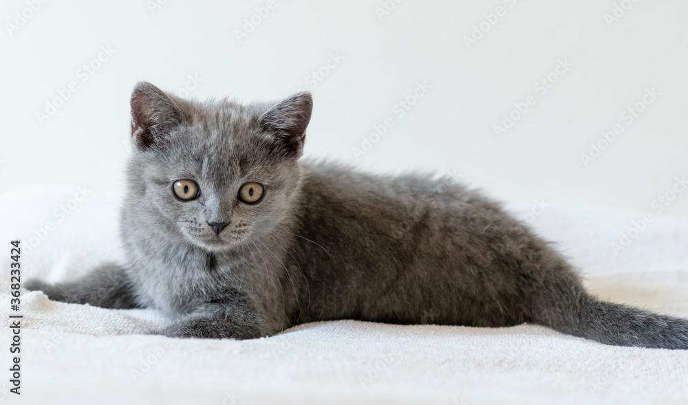 Portrait of cute blue british short hair kitten of two months old. Selective focus. Portrait of cute blue british short hair kitten of two months old. Selective focus.